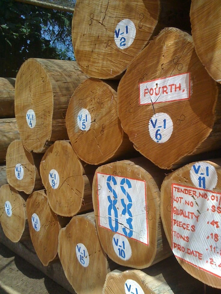 Premium Teak Wood Logs