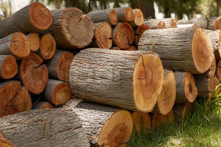 Long Length Teak Wood Logs - alternate view