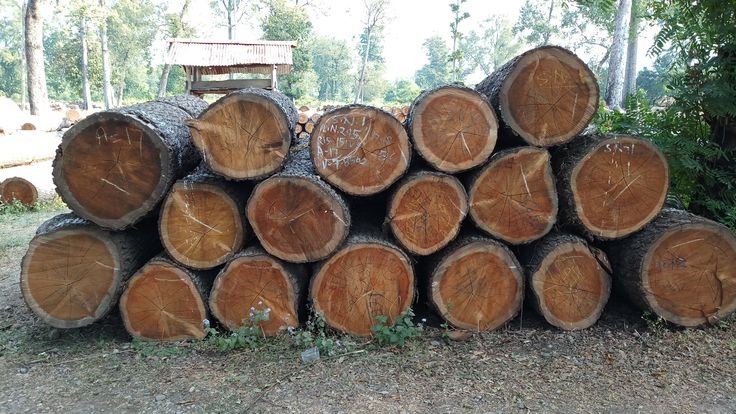 Long Length Teak Wood Logs