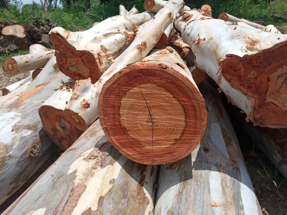 Timber Chiran Wood Safeda Fatti
