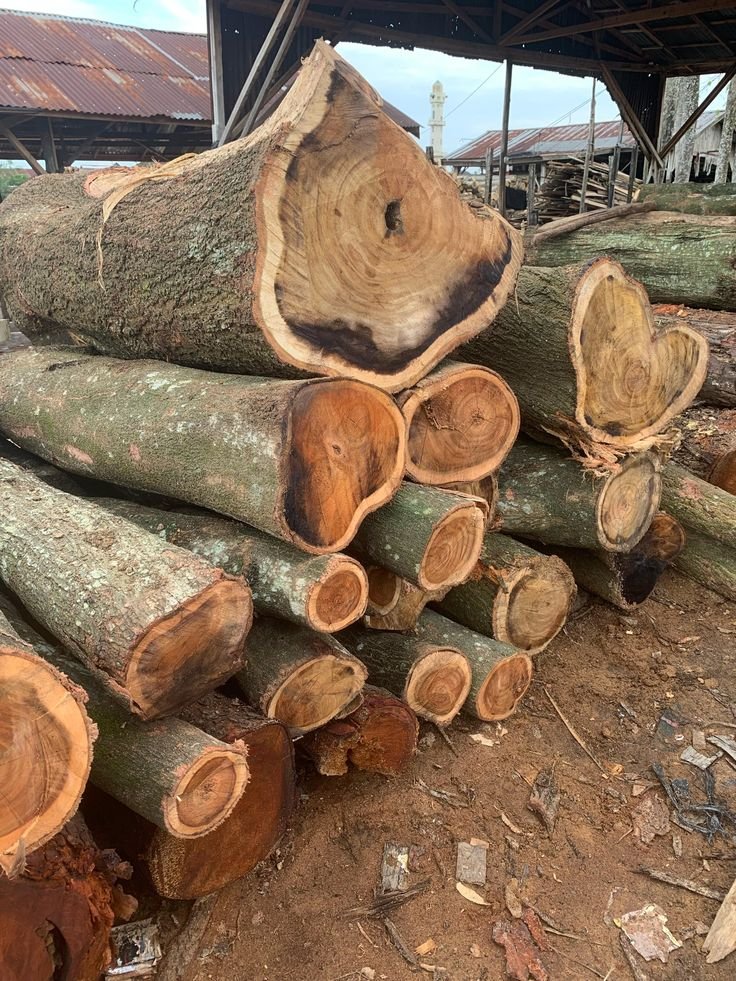 Burma Teak Logs